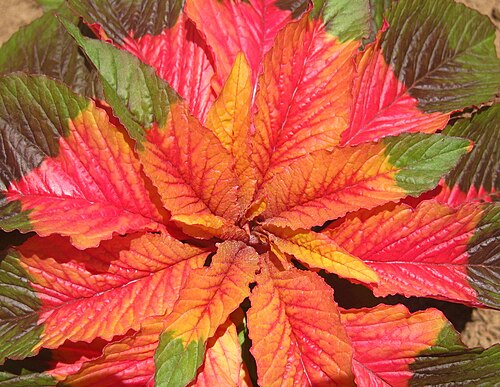 Joseph's-coat: Amaranthus tricolor 'Illumination' with edible leaves and ornamental value. Cultivated in Mozambique.