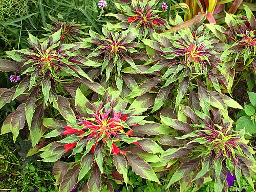 Joseph's-coat: Flower beds in park Kolomenskoye ( Moscow ).