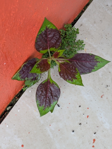 Joseph's-coat (Amaranthus tricolor)