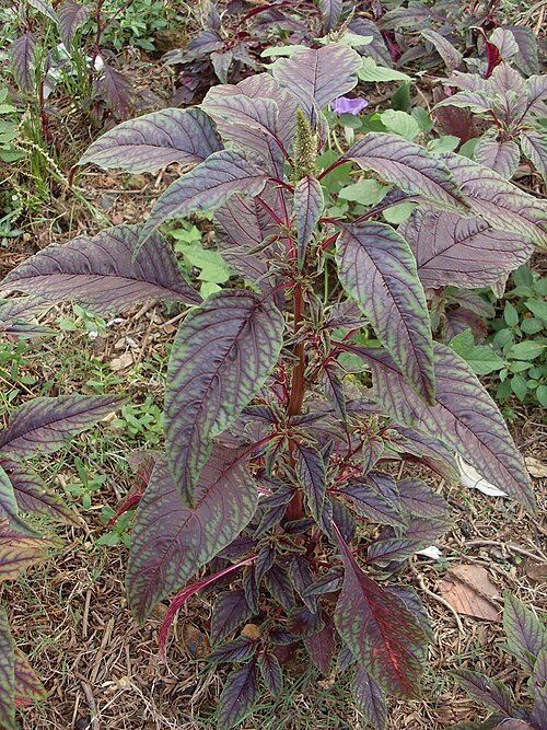 Joseph's-coat: Amaranthus mangostanus L., photo at Xiangtan, Hunan, China