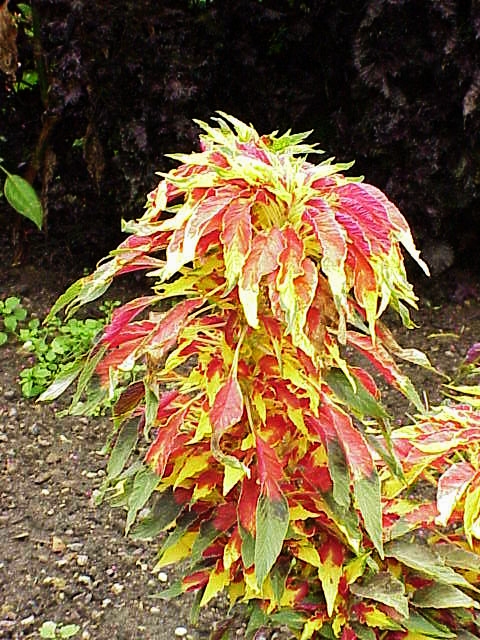 Joseph's-coat (Amaranthus tricolor)