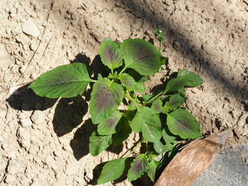 Joseph's-coat (Amaranthus tricolor)