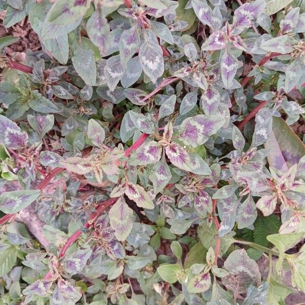 Joseph's-coat (Amaranthus tricolor)