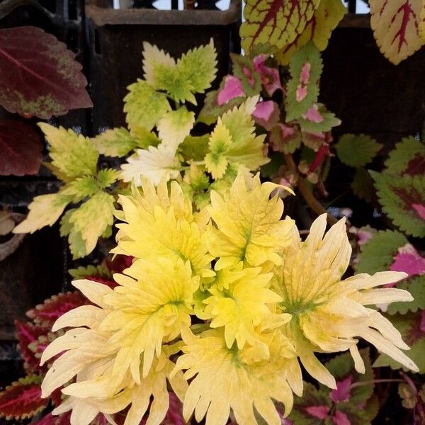Joseph's-coat (Amaranthus tricolor)