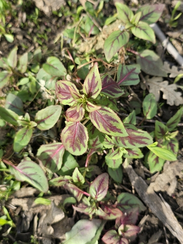 Joseph's-coat (Amaranthus tricolor)