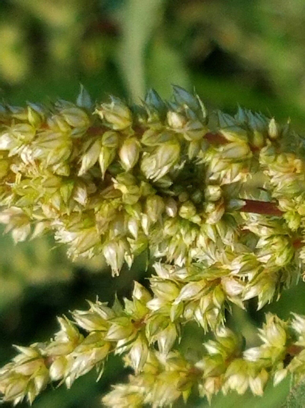 Roughfruit amaranth: Amaranthus tuberculatus