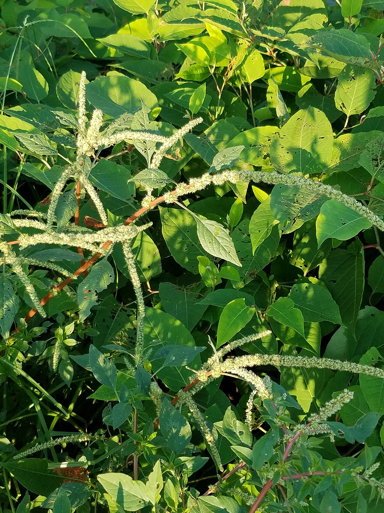 Roughfruit amaranth: Amaranthus tuberculatus
