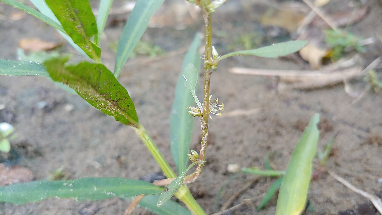 Roughfruit amaranth: Amaranthus tuberculatus