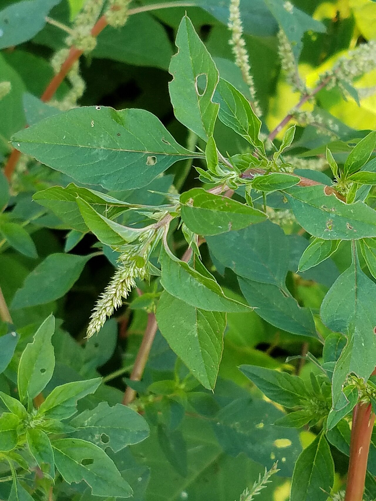 Roughfruit amaranth: Amaranthus tuberculatus