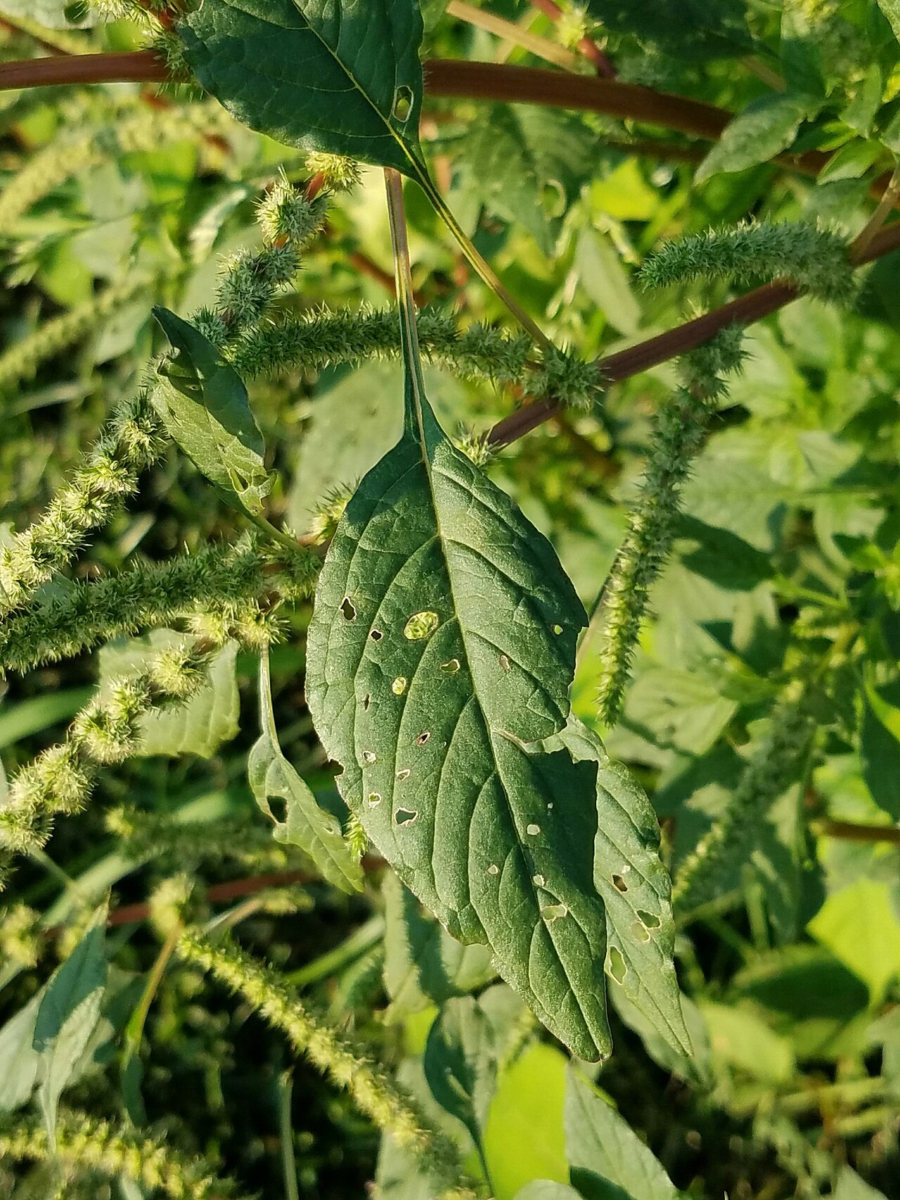 Roughfruit amaranth: Amaranthus tuberculatus