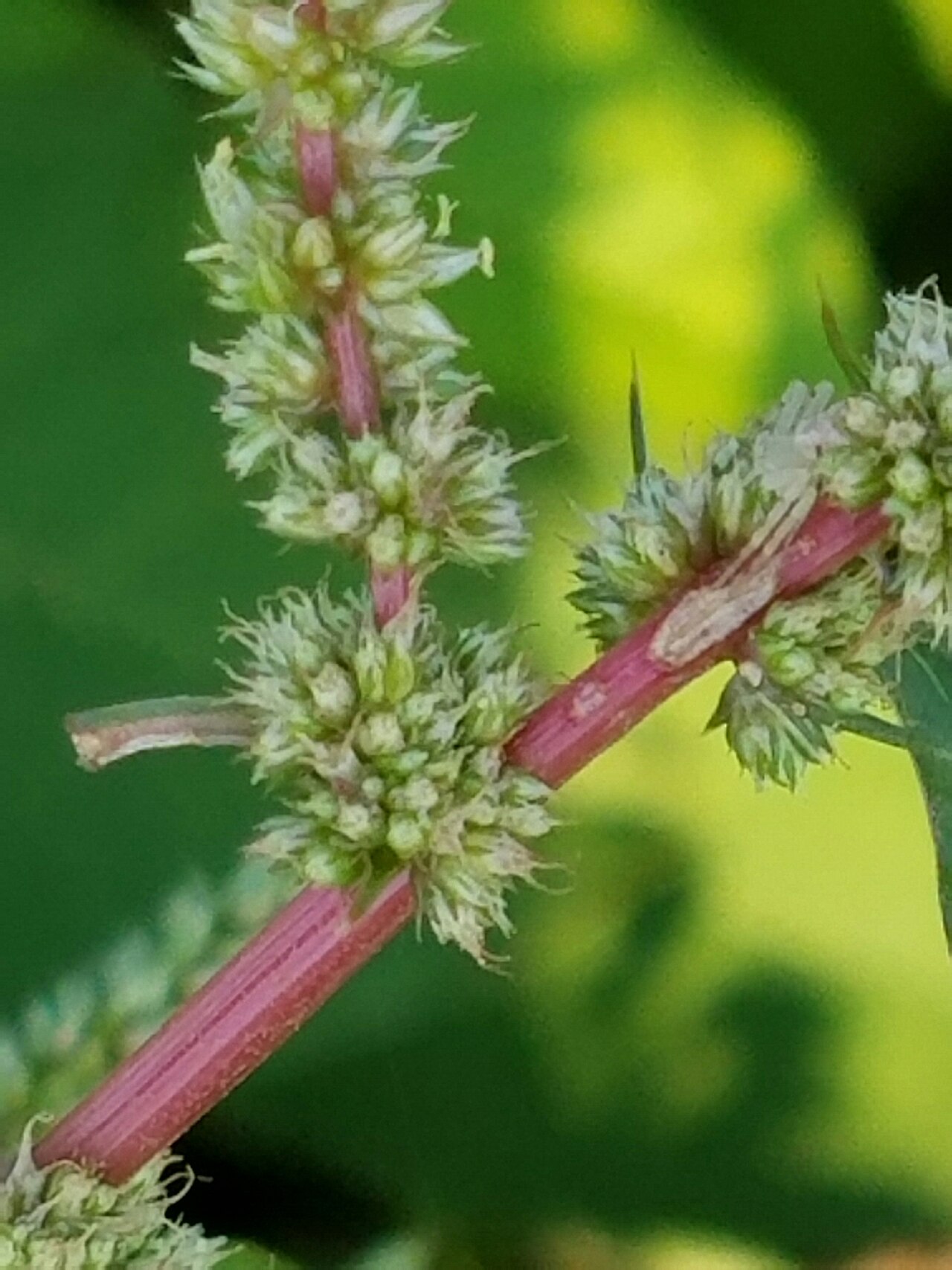 Roughfruit amaranth: Amaranthus tuberculatus
