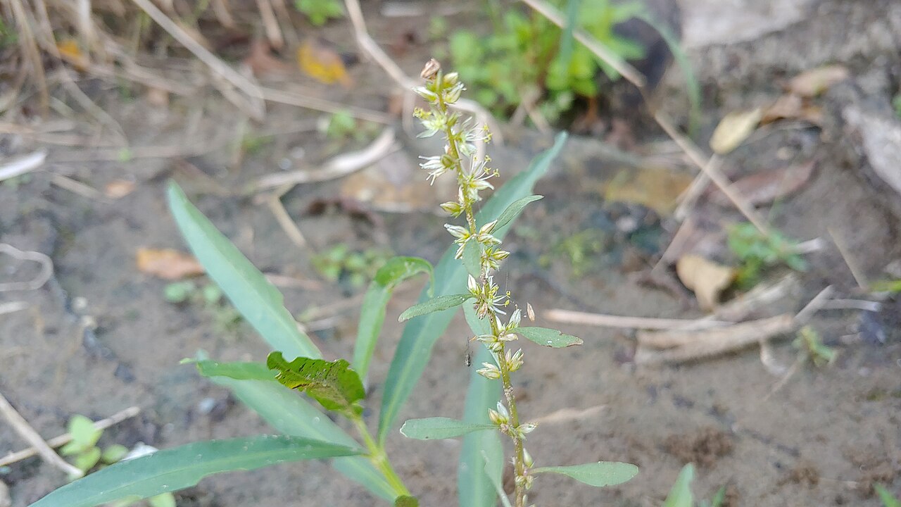 Roughfruit amaranth: Amaranthus tuberculatus