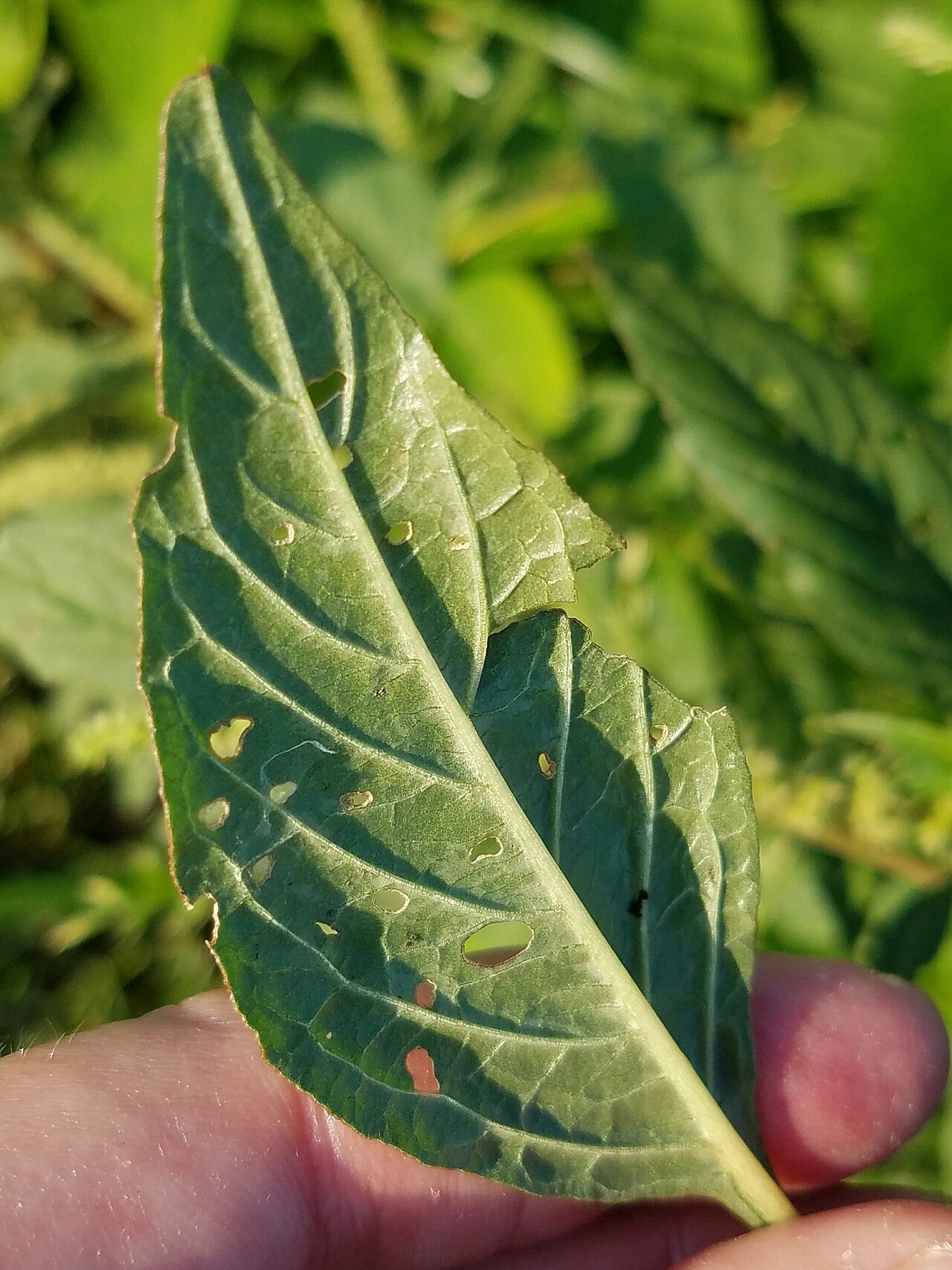 Roughfruit amaranth: Amaranthus tuberculatus