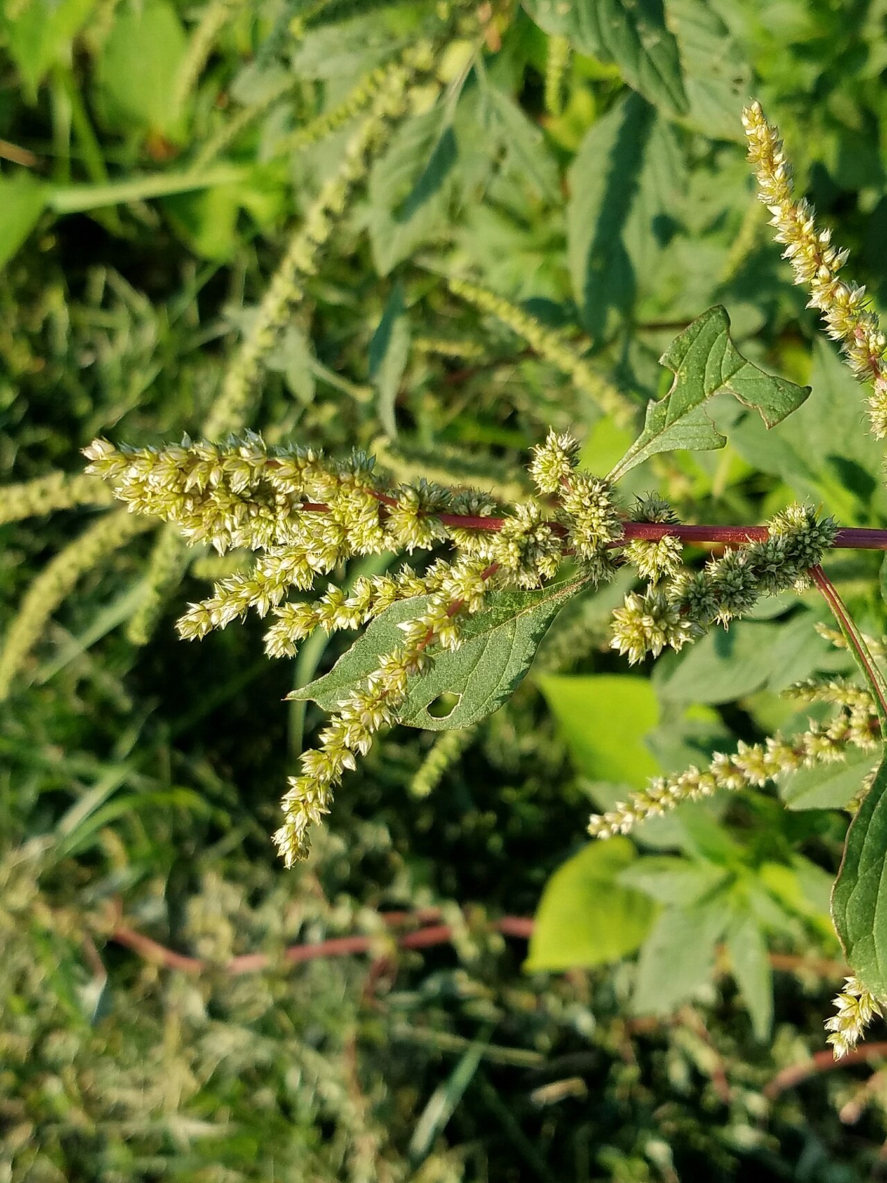 Roughfruit amaranth: Amaranthus tuberculatus
