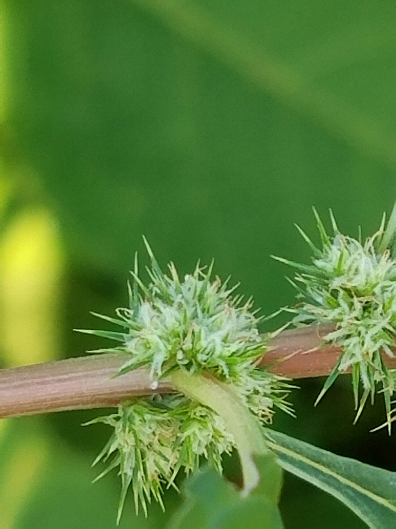 Roughfruit amaranth: Amaranthus tuberculatus