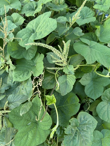 Slender amaranth (Amaranthus viridis)