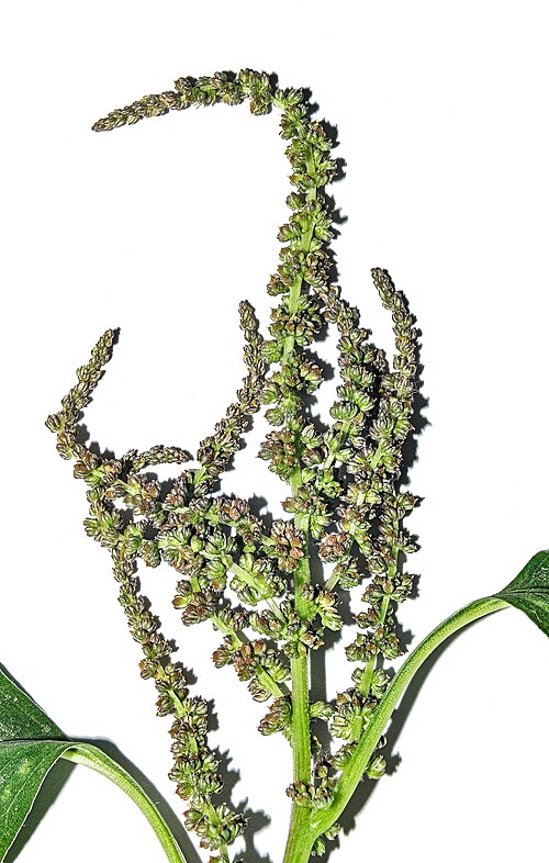Slender amaranth: Amaranthus viridis flower.