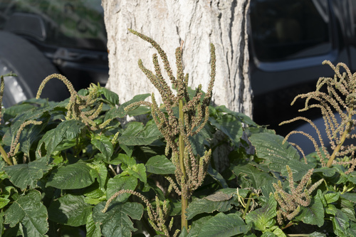 Slender amaranth (Amaranthus viridis)