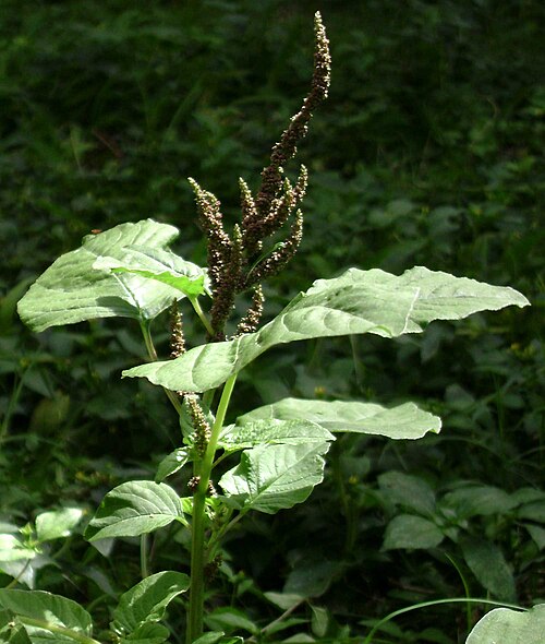 Slender amaranth: Amaranthus viridis ; (tupuʻa) a weed in a Tongan garden