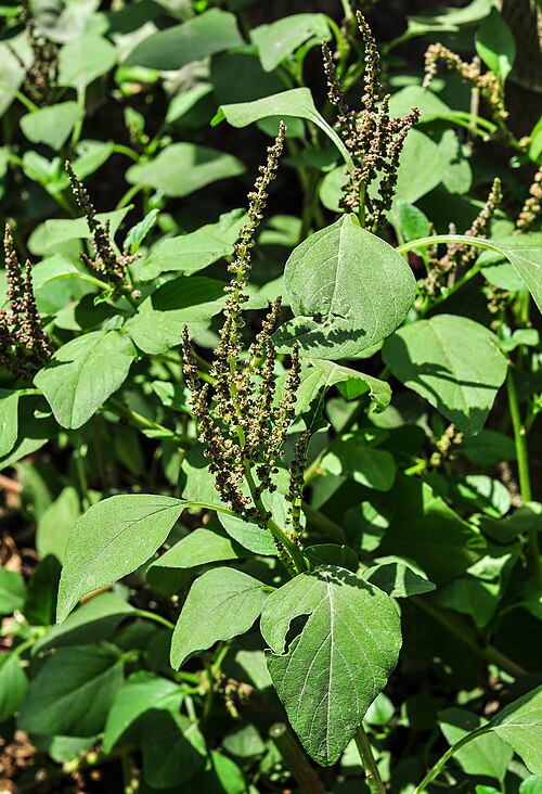 Slender amaranth: Amaranthus viridis flower. Photographed at Burdwan, West Bengal, India.
