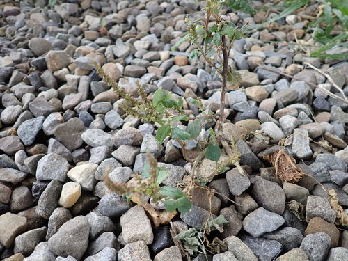 Slender amaranth