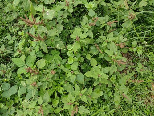 Slender amaranth (Amaranthus viridis)