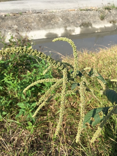 Slender amaranth (Amaranthus viridis)