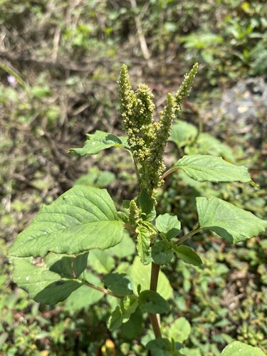 Slender amaranth (Amaranthus viridis)