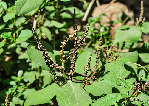 Slender amaranth: Amaranthus viridis flower. Photographed at Burdwan, West Bengal, India.