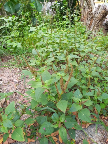 Slender amaranth (Amaranthus viridis)