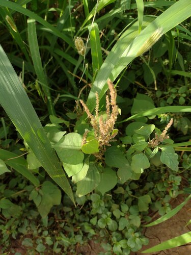 Slender amaranth (Amaranthus viridis)