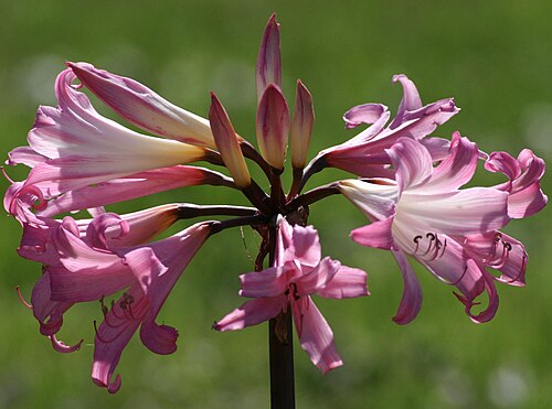 March lily: Wilderness South Africa Feb 2008