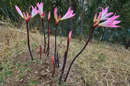 March lily (Amaryllis belladonna)