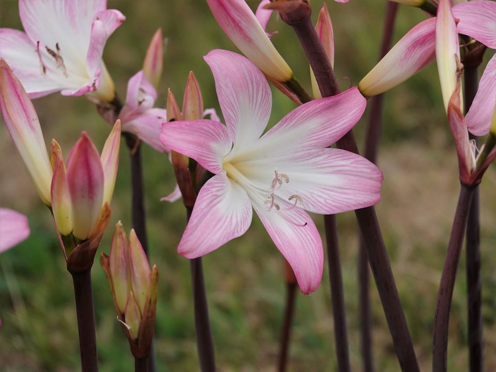 March lily (Amaryllis belladonna)