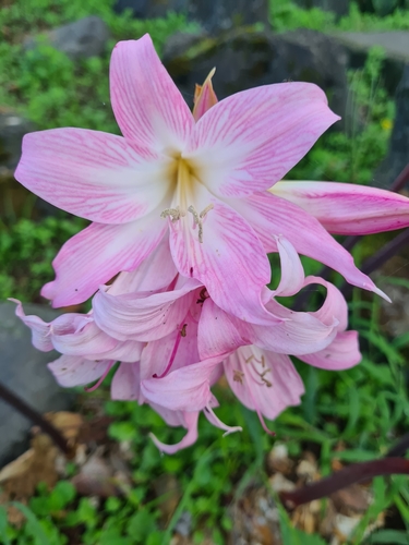 March lily (Amaryllis belladonna)