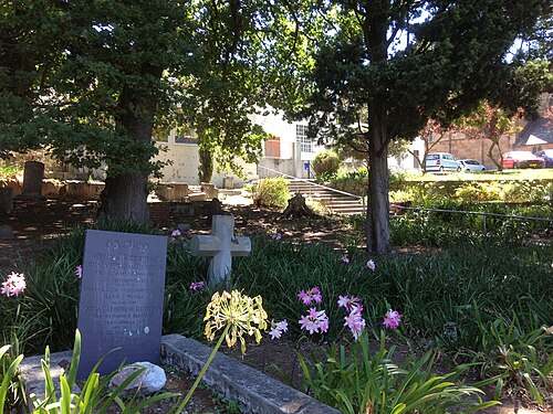 March lily: Amaryllis belladonna (March lillies) blooming in March in Rondebosch, Cape Town, South Africa.