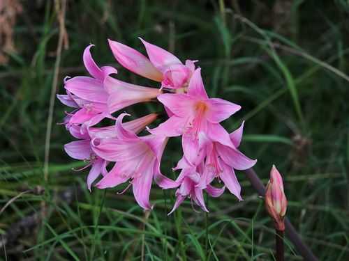March lily (Amaryllis belladonna)