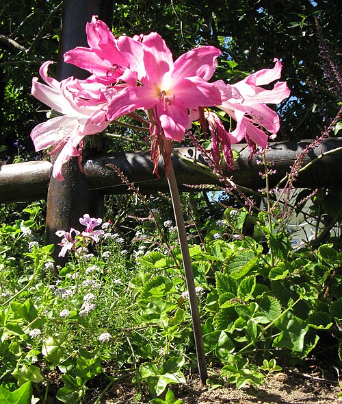 March lily: Amaryllis belladonna in flower in a garden, showing scape