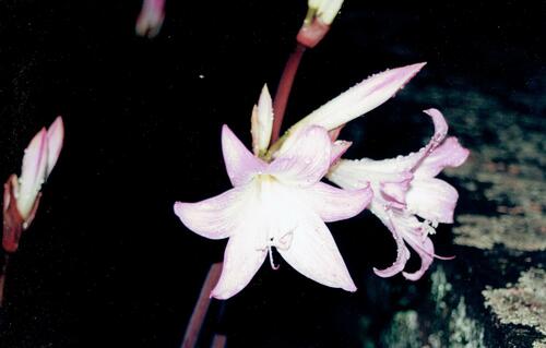 March lily (Amaryllis belladonna)