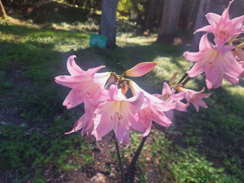 March lily (Amaryllis belladonna)