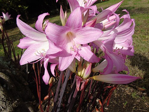 March lily: Amaryllis belladonna en el Parque forestal O Monticaño (A Pastoriza, A Coruña, Galicia, España).