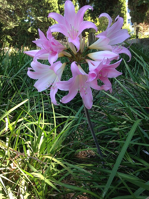 March lily: Amaryllis belladonna (March lillies) blooming in March in Rondebosch, Cape Town, South Africa.