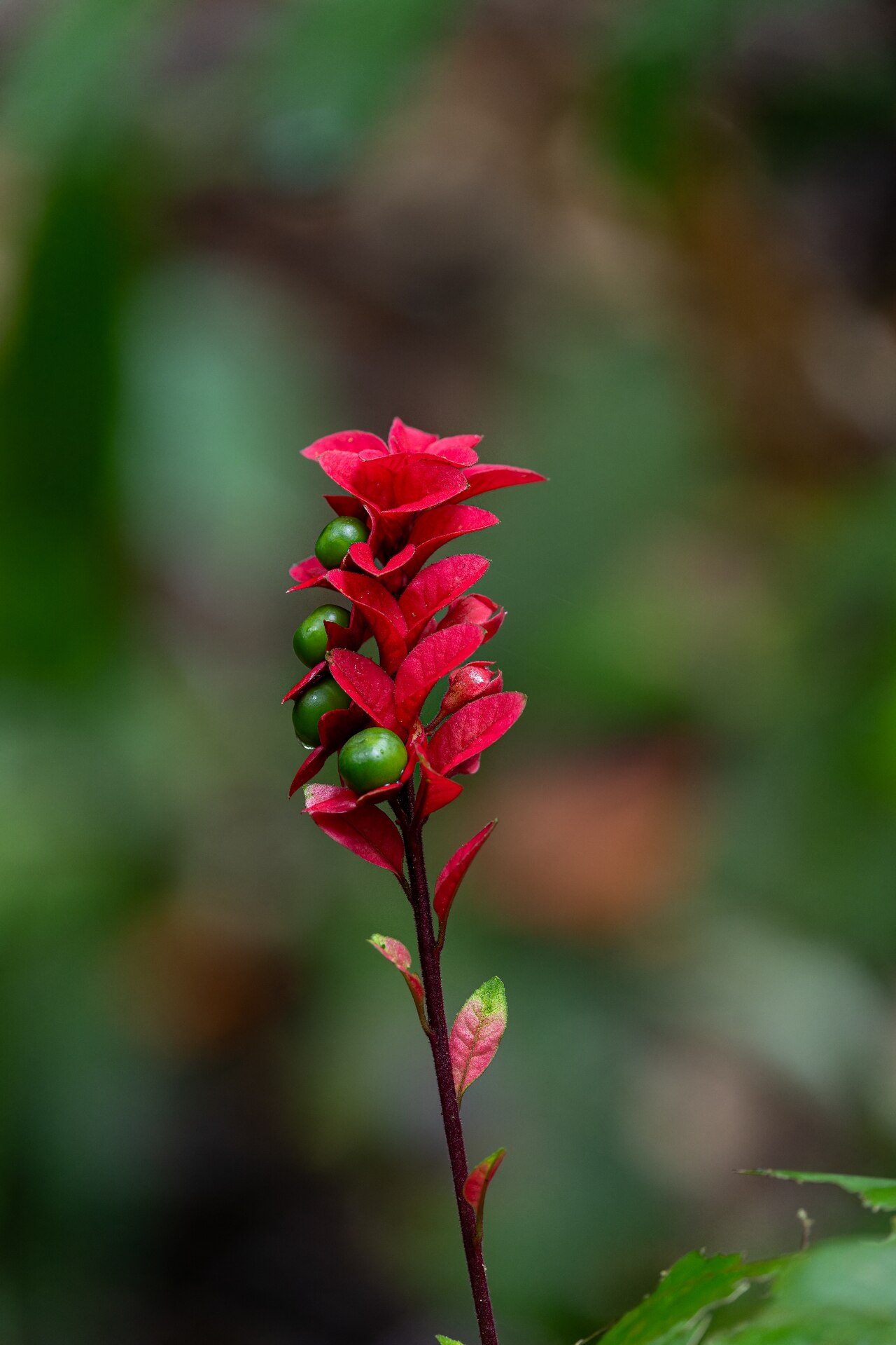 Amasonia lasiocaulos: Amasonia lasiocaulos in Brazil