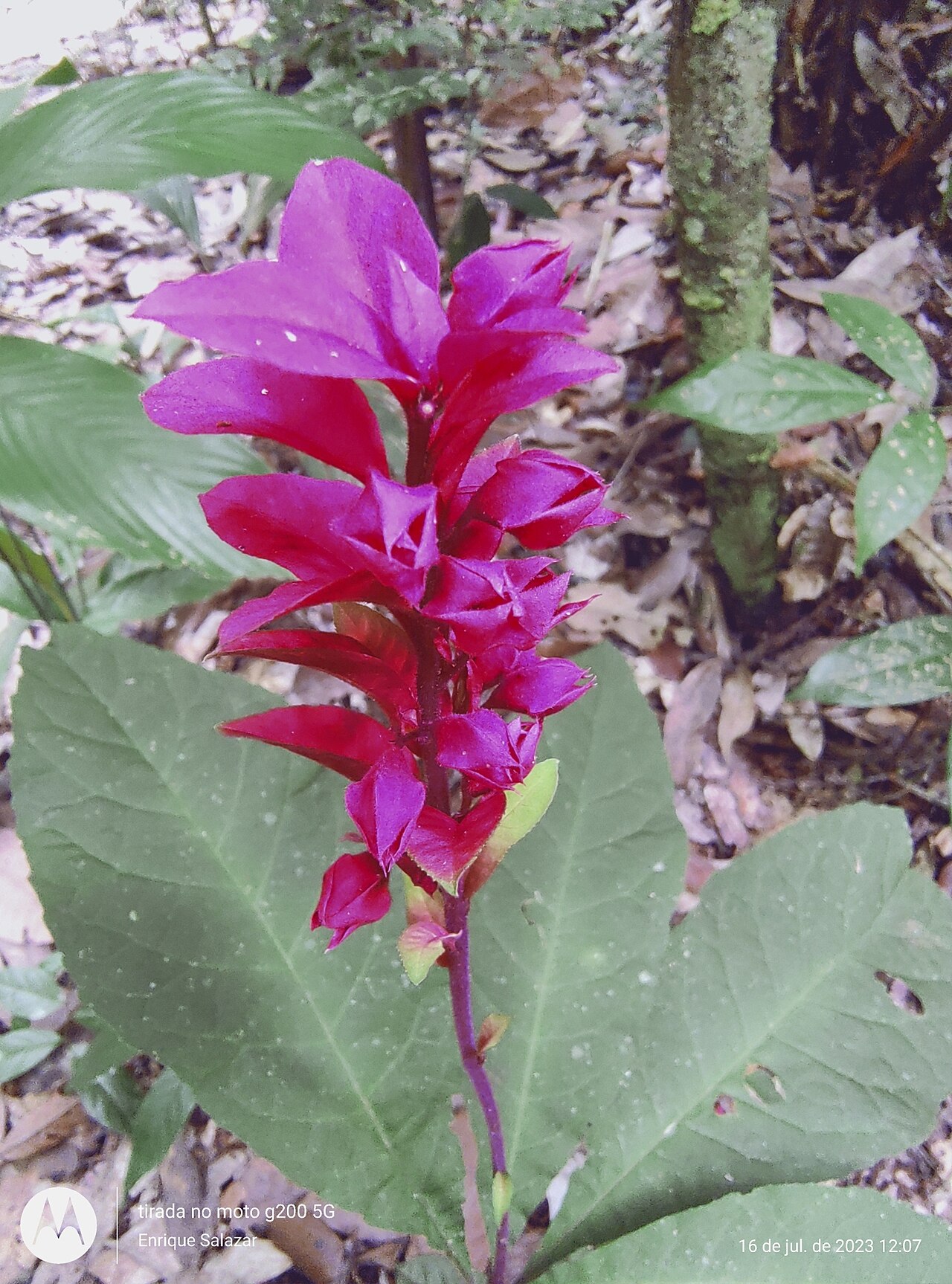 Amasonia lasiocaulos: Amasonia lasiocaulos in Brazil