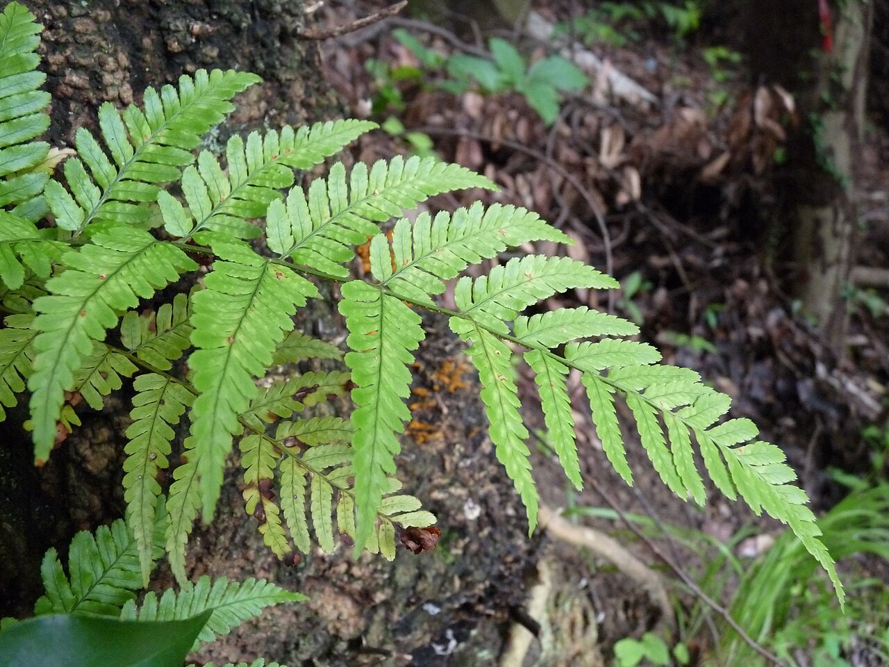 Amauropelta angustifrons: Thelypteris angustifrons