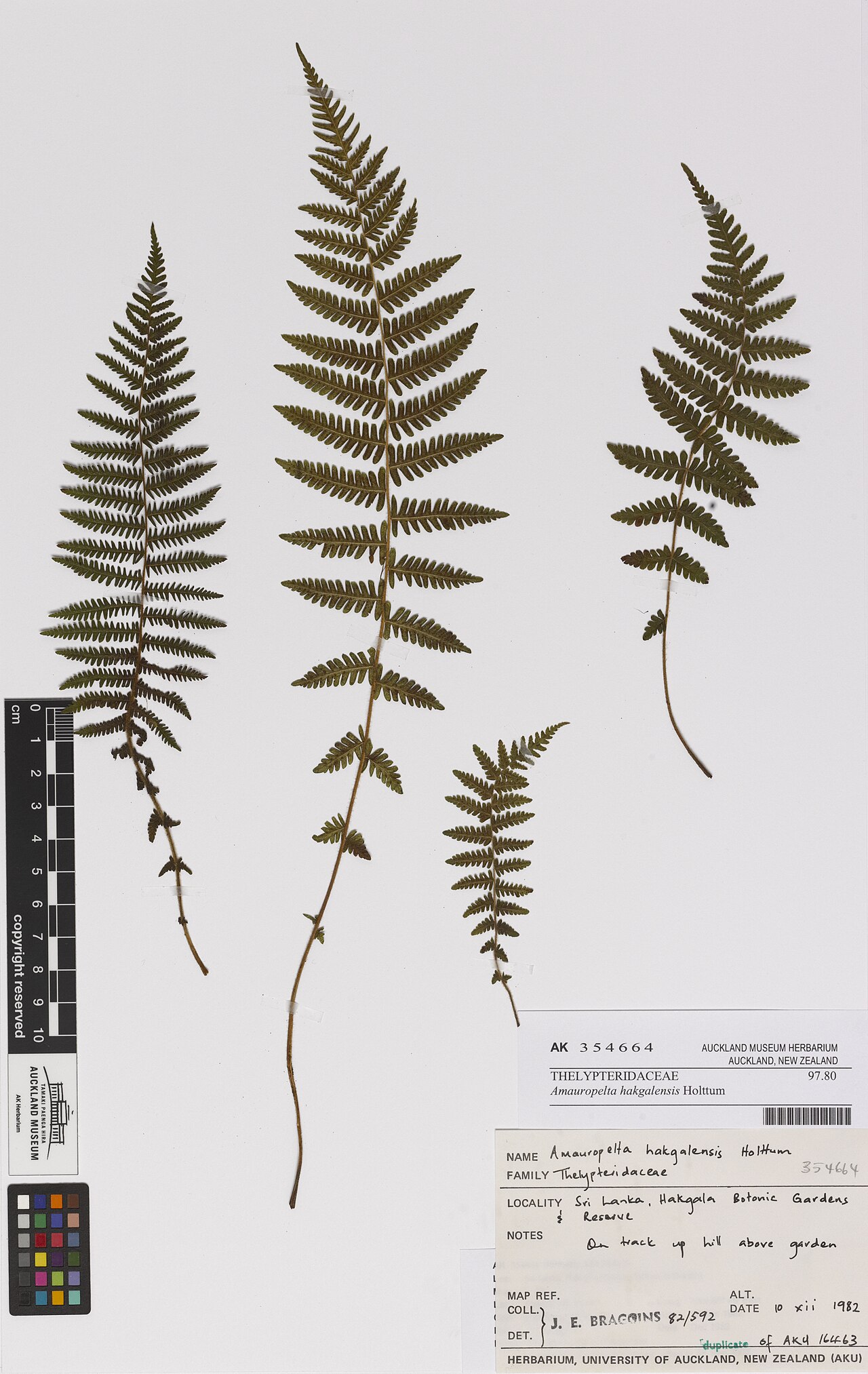 Amauropelta bergiana (Amauropelta bergiana)