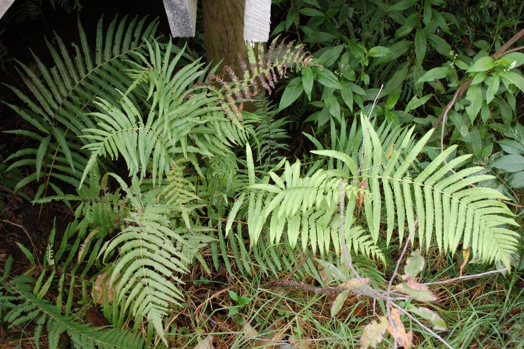 Lip maiden fern (Amauropelta cheilanthoides)