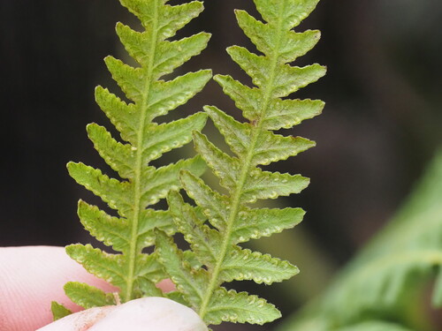 Globular maiden fern (Amauropelta globulifera)