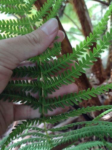 Globular maiden fern (Amauropelta globulifera)