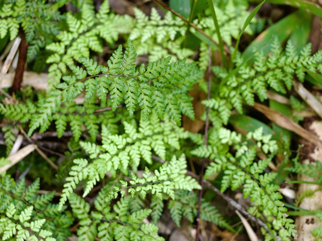 Amauropelta miyagii (Amauropelta miyagii)